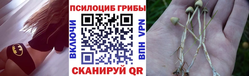 Купить  Чайковский  Псилоцибиновые грибы Psilocybine cubensis 